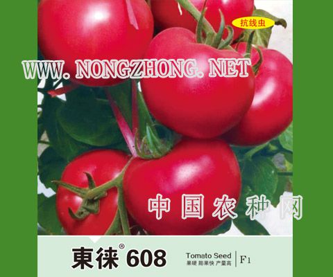 东徕608